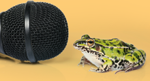 Frog with microphone